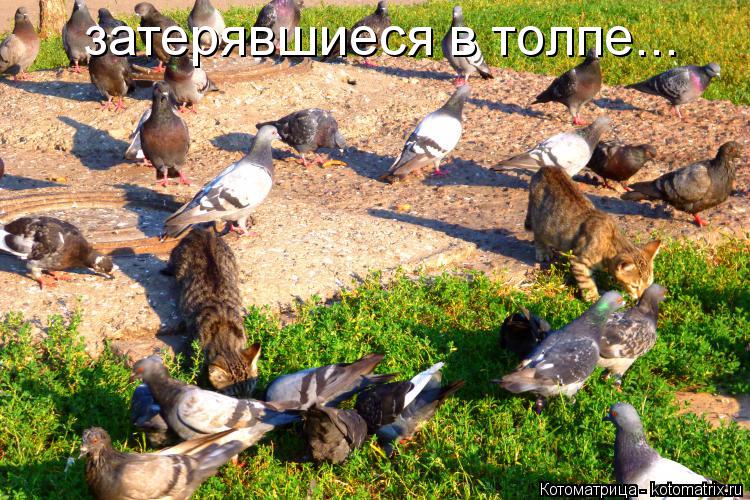 затерявшиеся в толпе...... Котоматрица: затерявшиеся в толпе...