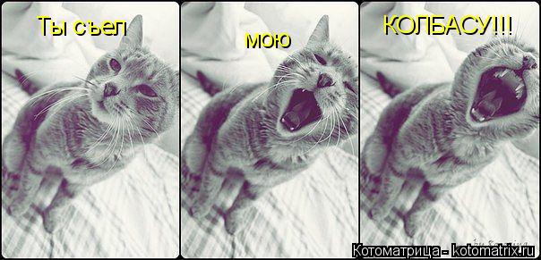Ты съел мою КОЛБАСУ!!!... Котоматрица: Ты съел мою КОЛБАСУ!!!