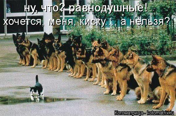 Котоматрица: ну, что? равнодушные!  хочется, меня, киску..., а нельзя?