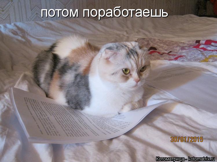 потом поработаешь потом поработаешь потом поработаешь потом поработаешь... Котоматрица: потом поработаешь потом поработаешь потом поработаешь потом поработаешь