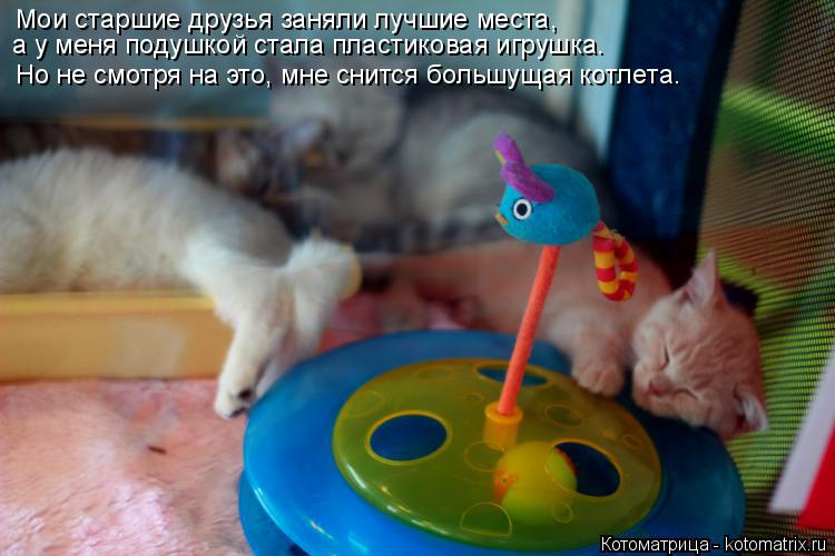 Мои старшие друзья заняли лучшие места, а у меня подушкой стала пластиковая игрушка. Но не смотря на ... Котоматрица: Мои старшие друзья заняли лучшие места, а у меня подушкой стала пластиковая игрушка. Но не смотря на это, мне снится большущая котлета.
