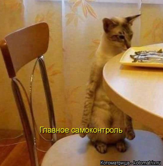 Главное самоконтроль... Котоматрица: Главное самоконтроль