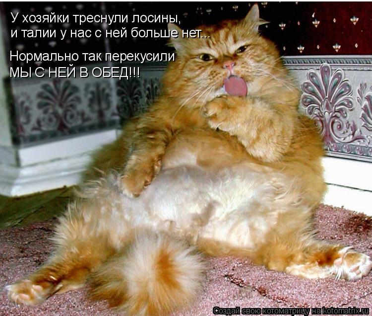 Котоматрица: У хозяйки треснули лосины,  и талии у нас с ней больше нет... Нормально так перекусили  МЫ С НЕЙ В ОБЕД!!!
