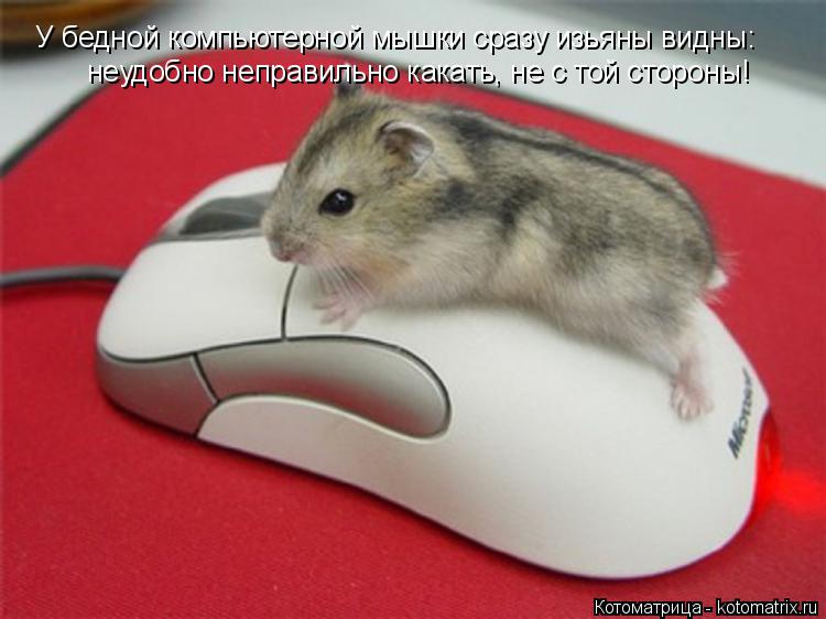 Котоматрица: У бедной компьютерной мышки сразу изьяны видны: неудобно неправильно какать, не с той стороны!