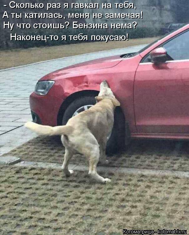 - Сколько раз я гавкал на тебя, А ты катилась, меня не замечая! Ну что стоишь? Бензина нема? Наконец-... Котоматрица: - Сколько раз я гавкал на тебя, А ты катилась, меня не замечая! Ну что стоишь? Бензина нема? Наконец-то я тебя покусаю!