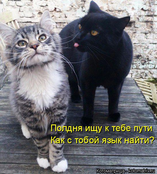Котоматрица: Полдня ищу к тебе пути Как с тобой язык найти?