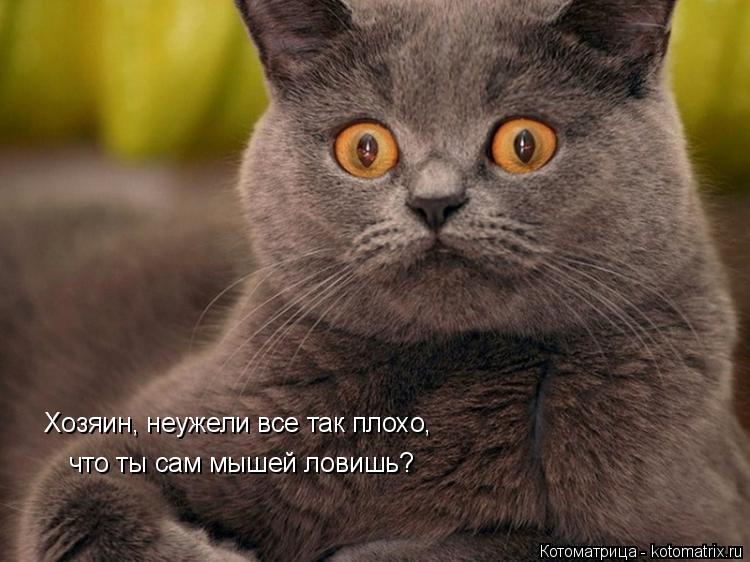 Хозяин, неужели все так плохо, что ты сам мышей ловишь?... Котоматрица: Хозяин, неужели все так плохо, что ты сам мышей ловишь?