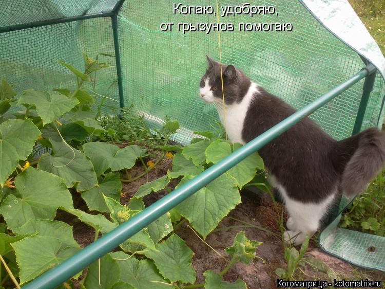 Котоматрица: Копаю, удобряю, от грызунов помогаю
