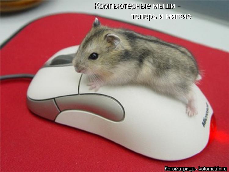 Котоматрица: Компьютерные мыши - теперь и мягкие
