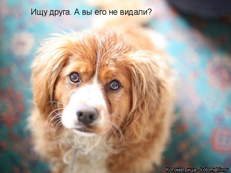 Ищу друга. А вы его не видали?... Котоматрица: Ищу друга. А вы его не видали?