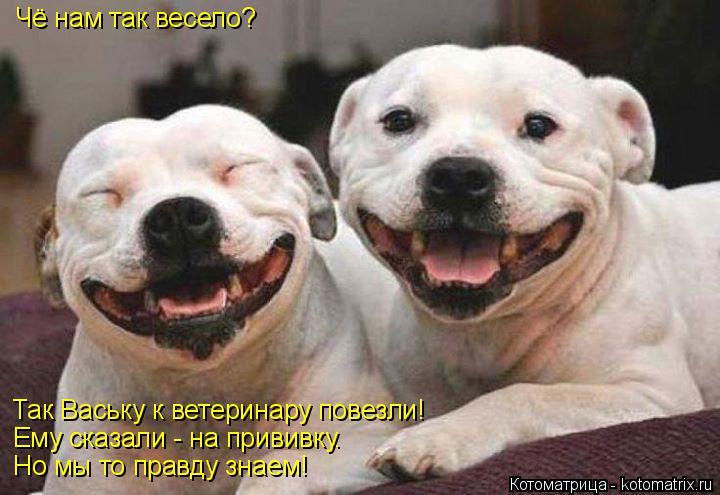 Чё нам так весело? Так Ваську к ветеринару повезли! Ему сказали - на прививку. Но мы то правду знаем... Котоматрица: Чё нам так весело? Так Ваську к ветеринару повезли! Ему сказали - на прививку. Но мы то правду знаем!