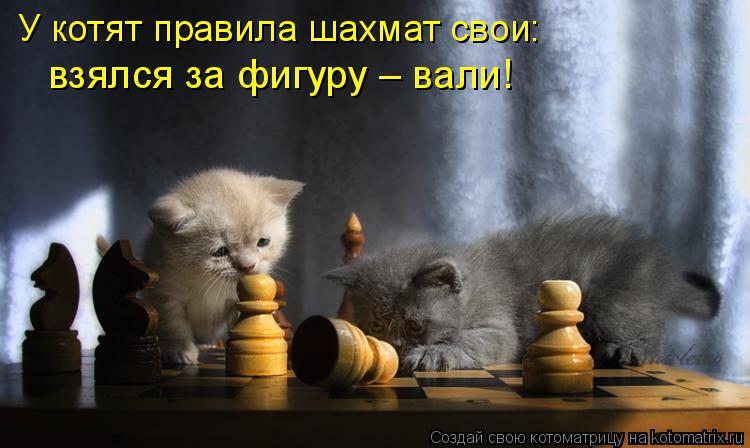 У котят правила шахмат свои: взялся за фигуру – вали!... Котоматрица: У котят правила шахмат свои: взялся за фигуру – вали!