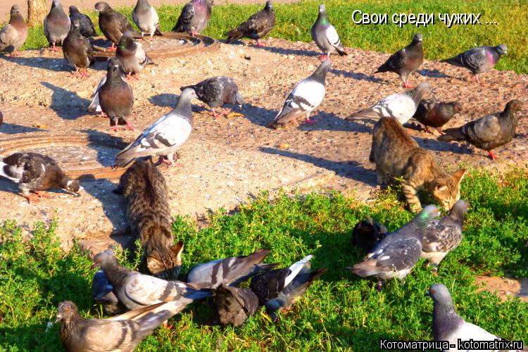 Свои среди чужих ...... Котоматрица: Свои среди чужих ...