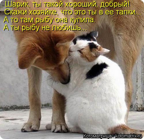 Котоматрица: Шарик, ты такой хороший, добрый! Скажи хозяйке, что это ты в ее тапки... А то там рыбу она купила.  А ты рыбу не любишь...