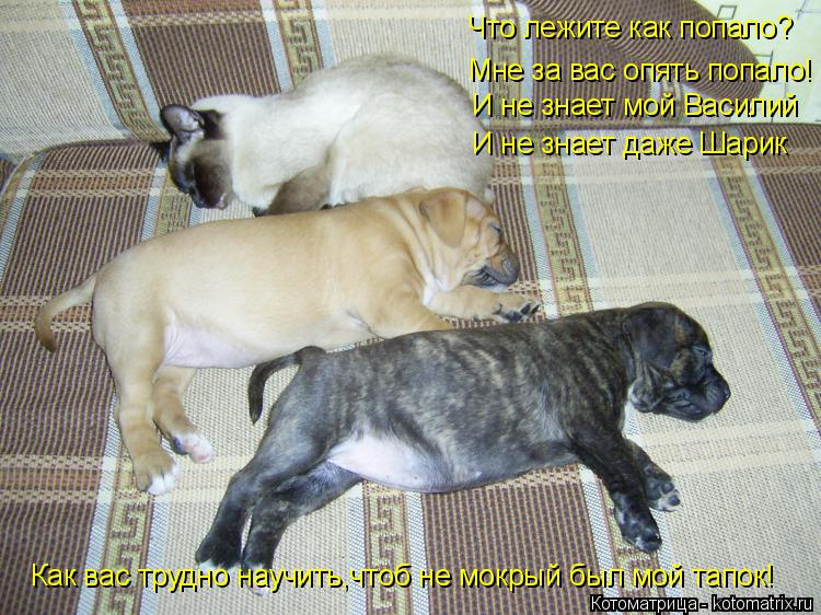 Что лежите как попало? Мне за вас опять попало! И не знает мой Василий И не знает даже Шарик Как вас ... Котоматрица: Что лежите как попало? Мне за вас опять попало! И не знает мой Василий И не знает даже Шарик Как вас трудно научить,чтоб не мокрый был мой тап