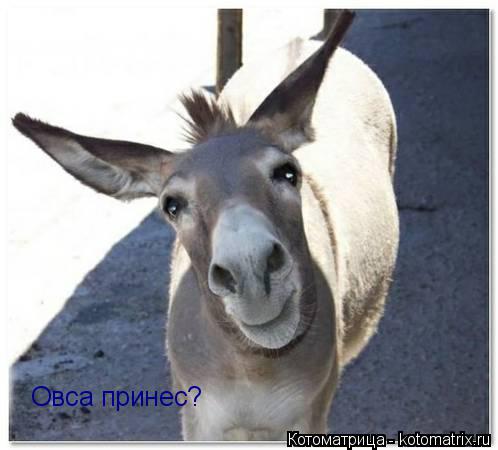 Овса принес?... Котоматрица: Овса принес?