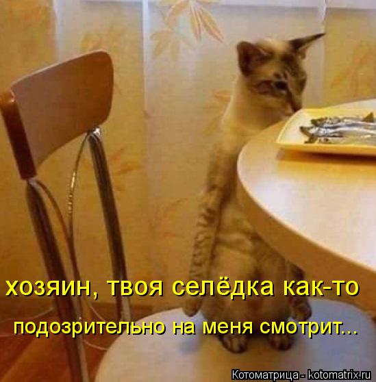 хозяин, твоя селёдка как-то подозрительно на меня смотрит...... Котоматрица: хозяин, твоя селёдка как-то подозрительно на меня смотрит...