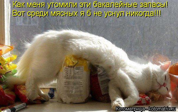 Как меня утомили эти бакалейные запасы! Вот среди мясных я б не уснул никогда!!!... Котоматрица: Как меня утомили эти бакалейные запасы! Вот среди мясных я б не уснул никогда!!!