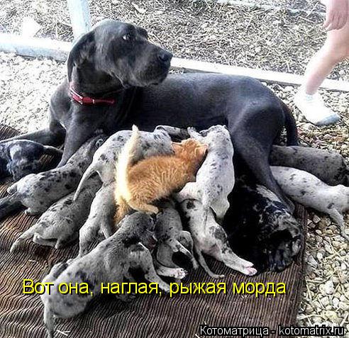 Котоматрица: Вот она, наглая, рыжая морда