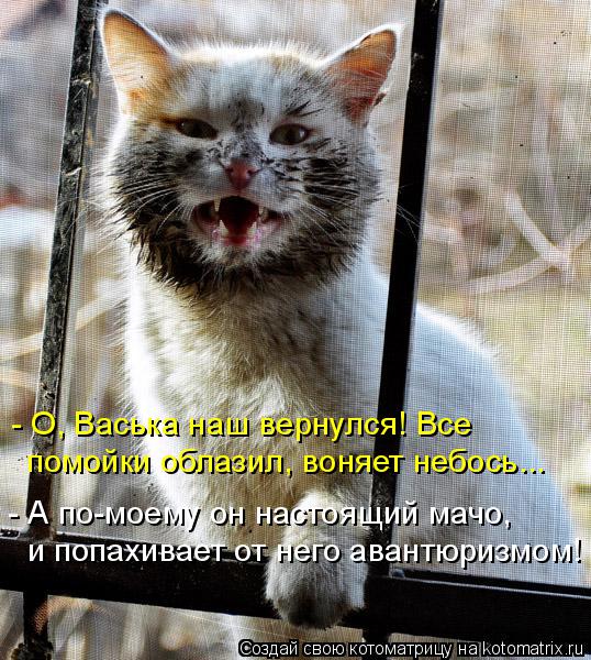 Котоматрица: - О, Васька наш вернулся! Все помойки облазил, воняет небось... - А по-моему он настоящий мачо, и попахивает от него авантюризмом!