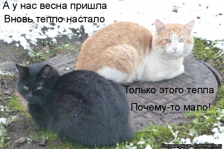 Котоматрица: А у нас весна пришла Вновь тепло настало Только этого тепла Почему-то мало!