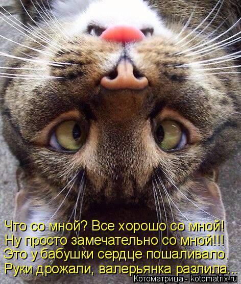 Что со мной? Все хорошо со мной! Ну просто замечательно со мной!!! Это у бабушки сердце пошаливало. Р... Котоматрица: Что со мной? Все хорошо со мной! Ну просто замечательно со мной!!! Это у бабушки сердце пошаливало. Руки дрожали, валерьянка разлила...