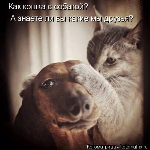 Как кошка с собакой? А знаете ли вы какие мы друзья?... Котоматрица: Как кошка с собакой? А знаете ли вы какие мы друзья?