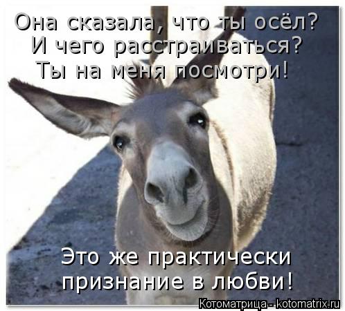 Котоматрица: Это же практически  признание в любви! Она сказала, что ты осёл? И чего расстраиваться? Ты на меня посмотри!