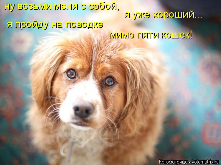 Котоматрица: ну возьми меня с собой, я пройду на поводке мимо пяти кошек!  я уже хороший...