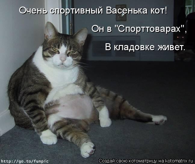 Очень спортивный Васенька кот! Он в "Спорттоварах", В кладовке живет.... Котоматрица: Очень спортивный Васенька кот! Он в "Спорттоварах", В кладовке живет.