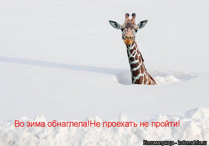 Во зима обнаглела!Не проехать не пройти!... Котоматрица: Во зима обнаглела!Не проехать не пройти!