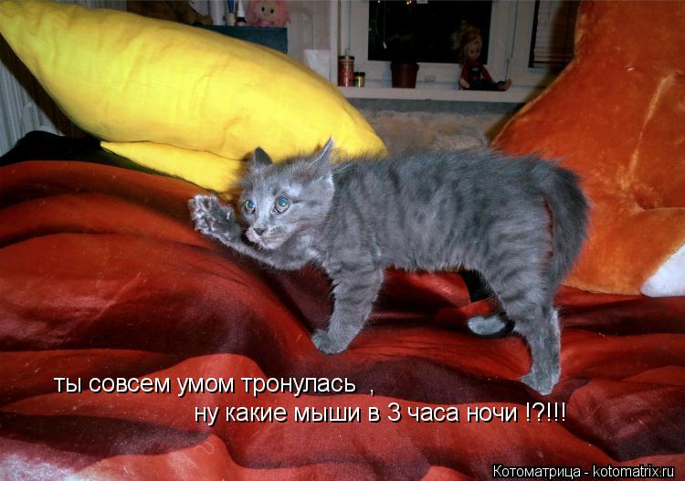 ты совсем умом тронулась , ну какие мыши в 3 часа ночи !?!!!... Котоматрица: ты совсем умом тронулась , ну какие мыши в 3 часа ночи !?!!!
