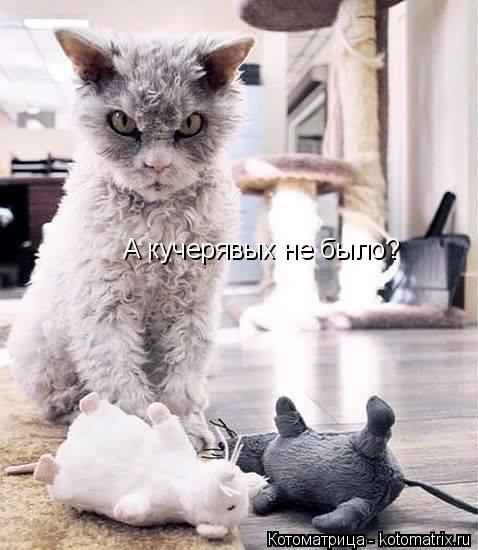 Котоматрица: А кучерявых не было?