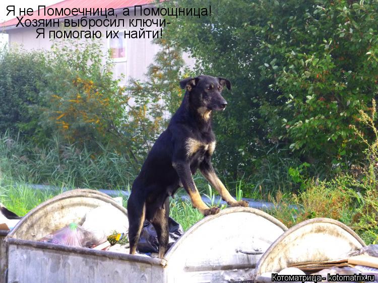 Я не Помоечница, а Помощница! Хозяин выбросил ключи- Я помогаю их найти!... Котоматрица: Я не Помоечница, а Помощница! Хозяин выбросил ключи- Я помогаю их найти!