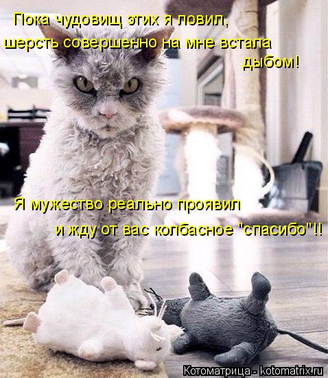 Котоматрица: Пока чудовищ этих я ловил,  шерсть совершенно на мне встала  дыбом! Я мужество реально проявил и жду от вас колбасное "спасибо"!!