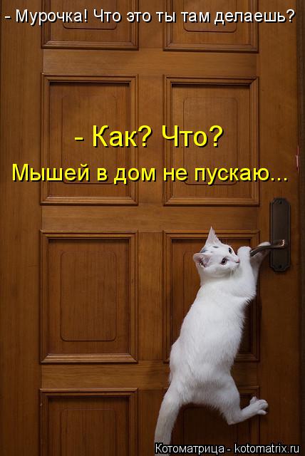 Котоматрица: - Мурочка! Что это ты там делаешь? - Как? Что?  Мышей в дом не пускаю...