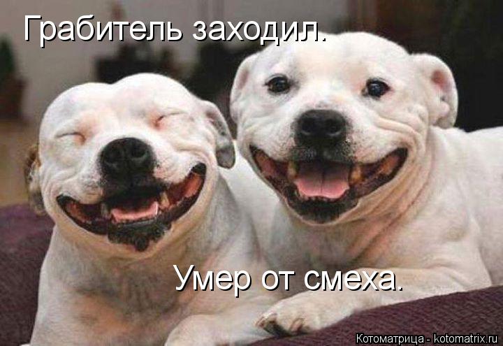 Грабитель заходил. Умер от смеха.... Котоматрица: Грабитель заходил. Умер от смеха.