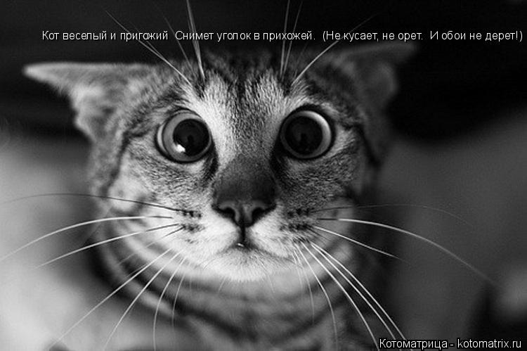 Котоматрица: Кот веселый и пригожий  Снимет уголок в прихожей.  (Не кусает, не орет.  И обои не дерет!)