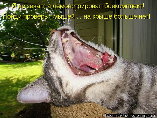 Я не зевал, а демонстрировал боекомплект! Пойди проверь - мышей ... на крыше больше нет!... Котоматрица: Я не зевал, а демонстрировал боекомплект! Пойди проверь - мышей ... на крыше больше нет!