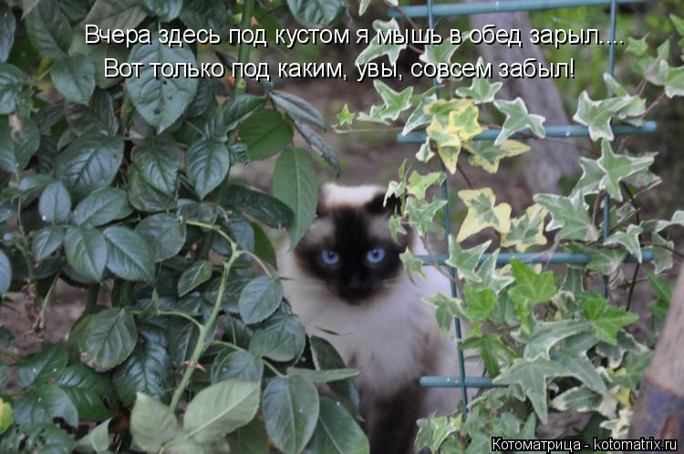 Котоматрица: Вчера здесь под кустом я мышь в обед зарыл.... Вот только под каким, увы, совсем забыл!