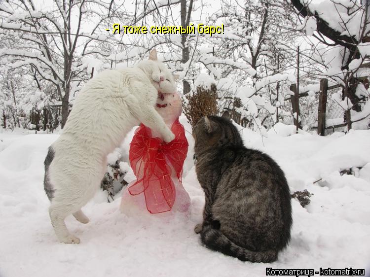 - Я тоже снежный барс!... Котоматрица: - Я тоже снежный барс!