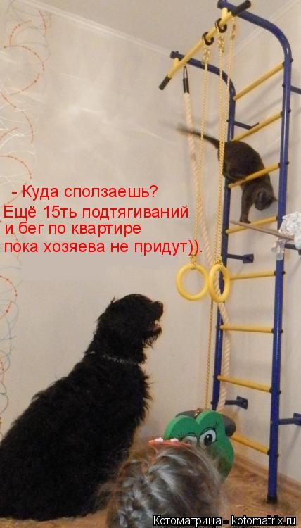 - Куда сползаешь? Ещё 15ть подтягиваний пока хозяева не придут)). и бег по квартире... Котоматрица: - Куда сползаешь? Ещё 15ть подтягиваний пока хозяева не придут)). и бег по квартире
