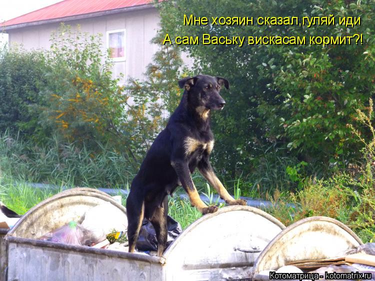 Мне хозяин сказал,гуляй иди А сам Ваську вискасам кормит?!... Котоматрица: Мне хозяин сказал,гуляй иди А сам Ваську вискасам кормит?!