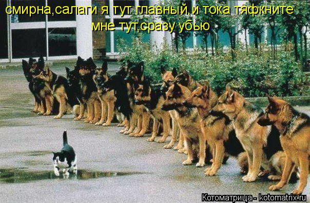 смирна,салаги я тут главный,и тока тяфкните мне смирна,салаги я тут главный,и тока тяфкните мне тут,с... Котоматрица: смирна,салаги я тут главный,и тока тяфкните мне смирна,салаги я тут главный,и тока тяфкните мне тут,сразу убью
