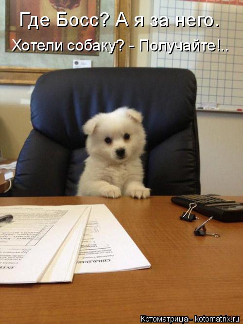 Котоматрица: Где Босс? А я за него. Хотели собаку? - Получайте!..