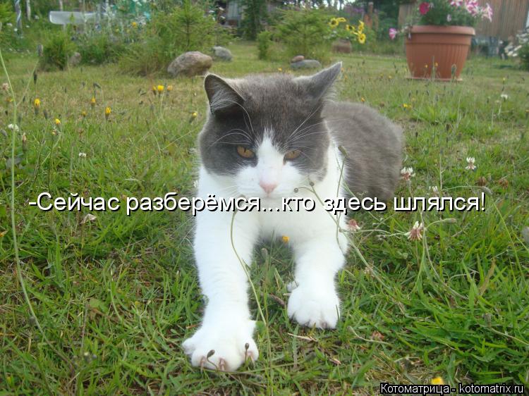 Котоматрица: -Сейчас разберёмся...кто здесь шлялся!