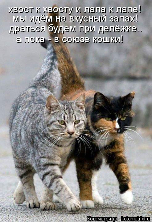 Котоматрица: хвост к хвосту и лапа к лапе! мы идём на вкусный запах! драться будем при делёжке.. а пока - в союзе кошки!