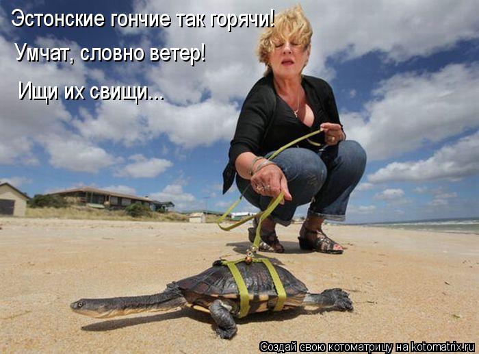 Котоматрица: Эстонские гончие так горячи! Умчат, словно ветер! Ищи их свищи...