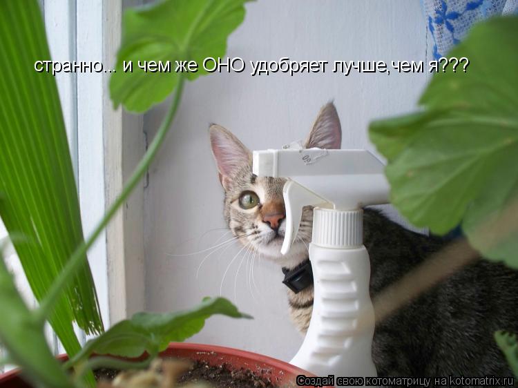 Котоматрица: странно... и чем же ОНО удобряет лучше,чем я???