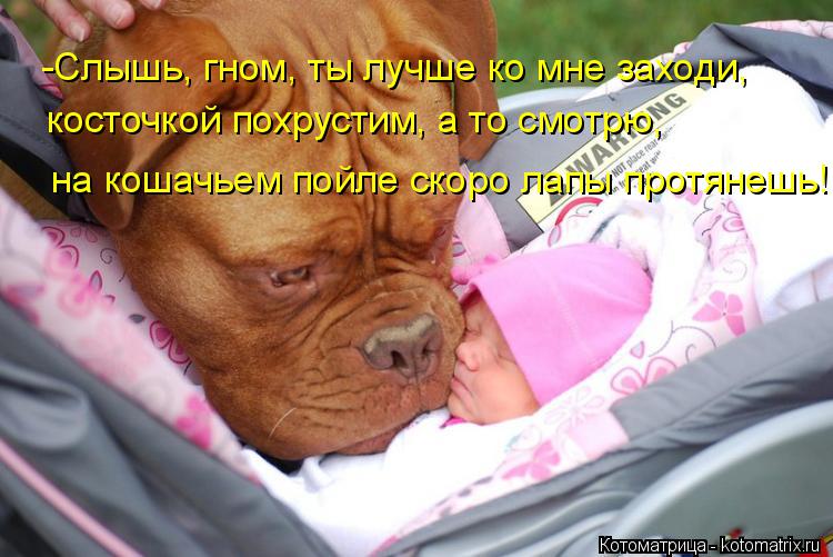 -Слышь, гном, ты лучше ко мне заходи, косточкой похрустим, а то смотрю, на кошачьем пойле скоро лапы ... Котоматрица: -Слышь, гном, ты лучше ко мне заходи, косточкой похрустим, а то смотрю, на кошачьем пойле скоро лапы протянешь!